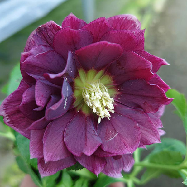 クリスマスローズ：ベルギー育種　ダブルオーバージーンホワイトエッジ4.5号ポット