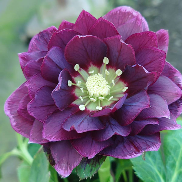 クリスマスローズ：ベルギー育種　ダブルオーバージーンホワイトエッジ4.5号ポット