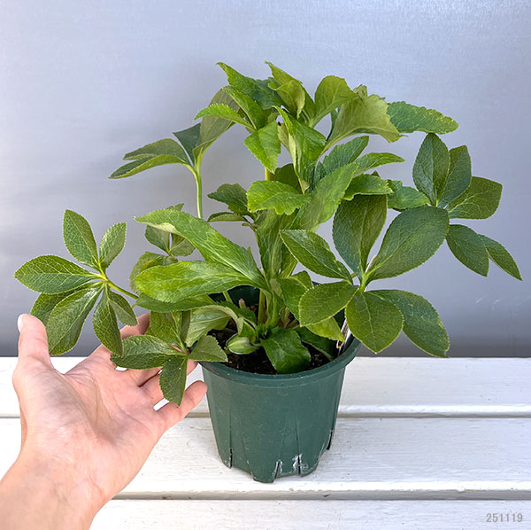 クリスマスローズ：ベルギー育種　ダブルオーバージーンホワイトエッジ4.5号ポット