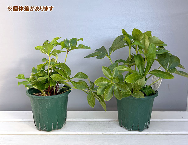 クリスマスローズ：ベルギー育種　ダブルオーバージーンホワイトエッジ4.5号ポット