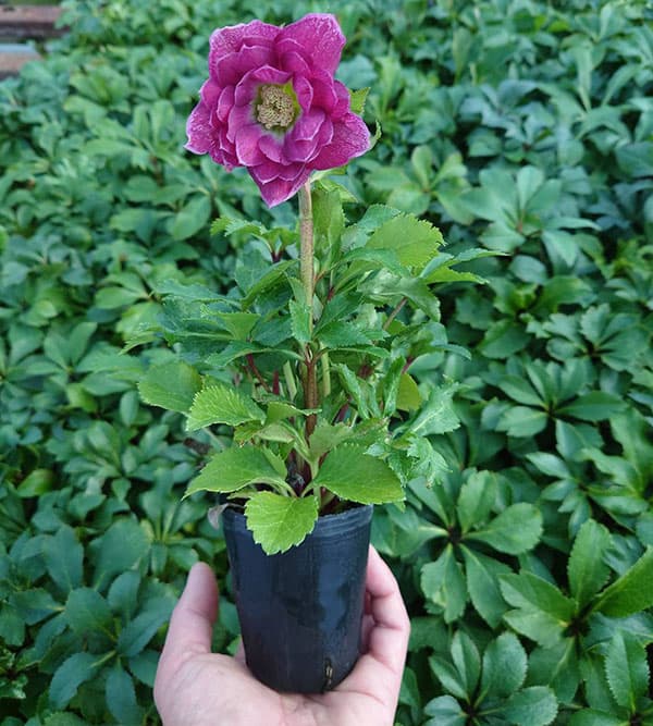 クリスマスローズ：ベルギー育種　ダブルレッドホワイトエッジ4.5号ポット