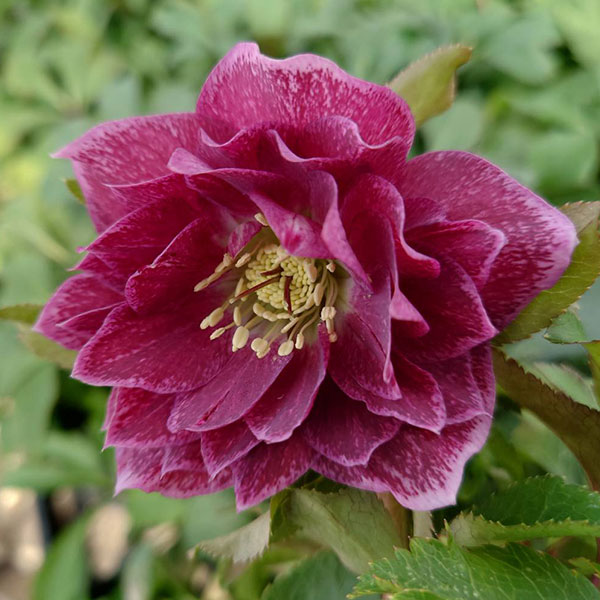 クリスマスローズ：ベルギー育種　ダブルレッドホワイトエッジ4.5号ポット