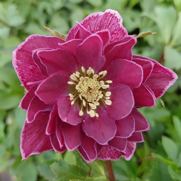 クリスマスローズ：ベルギー育種　ダブルレッドホワイトエッジ4.5号ポット