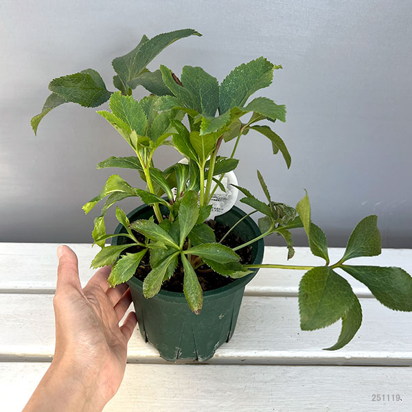 クリスマスローズ：ベルギー育種　ダブルレッドホワイトエッジ4.5号ポット