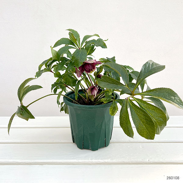 クリスマスローズ:ベルギー育種 ダブルレッドホワイトエッジ4.5号ポット