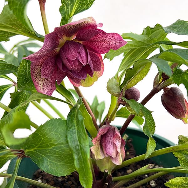 クリスマスローズ:ベルギー育種 ダブルレッドホワイトエッジ4.5号ポット