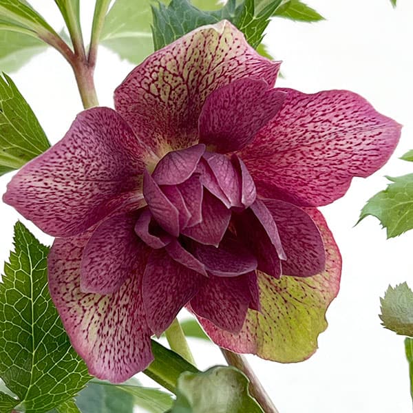 クリスマスローズ:ベルギー育種 ダブルレッドホワイトエッジ4.5号ポット