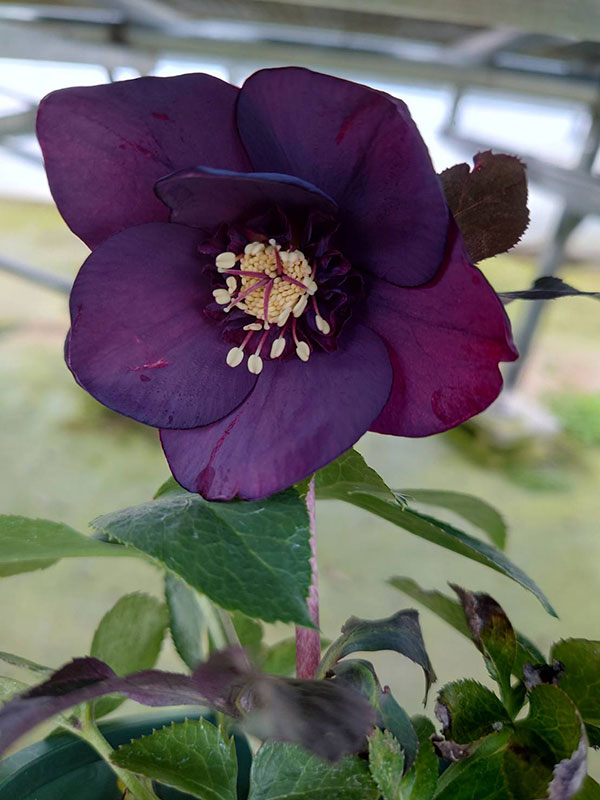 クリスマスローズ：ベルギー育種　セミダブルブラック4.5号ポット