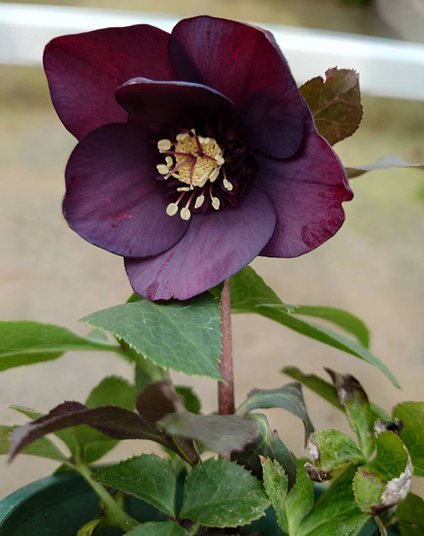 クリスマスローズ：ベルギー育種　セミダブルブラック4.5号ポット