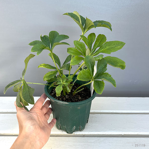 クリスマスローズ：ベルギー育種　セミダブルブラック4.5号ポット