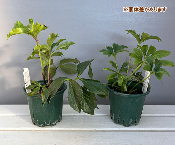 クリスマスローズ：ベルギー育種　セミダブルブラック4.5号ポット