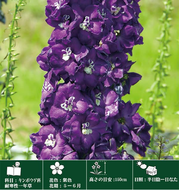 デルフィニウム：パープルパッション3.5号ポット