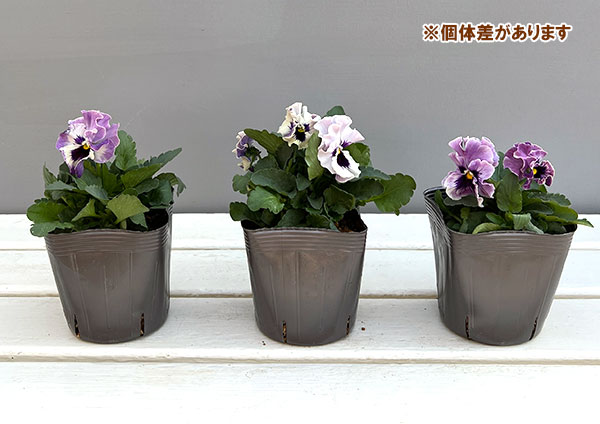 パンジー:きもの ラベンダーシェード3.5号ポット