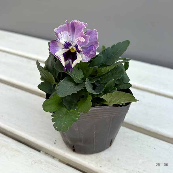 パンジー:きもの ラベンダーシェード3.5号ポット
