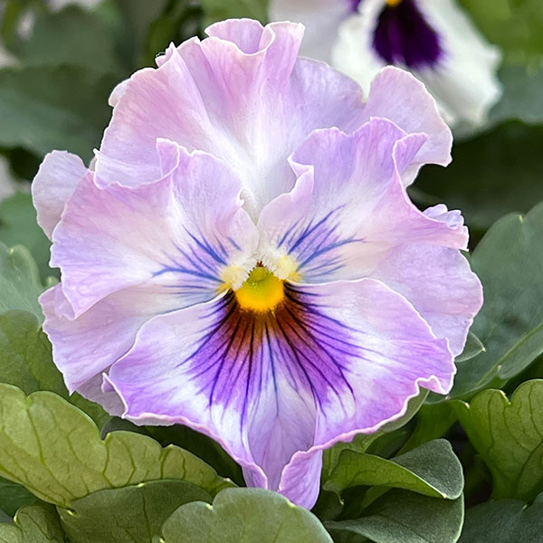 パンジー:きもの ラベンダーシェード3.5号ポット