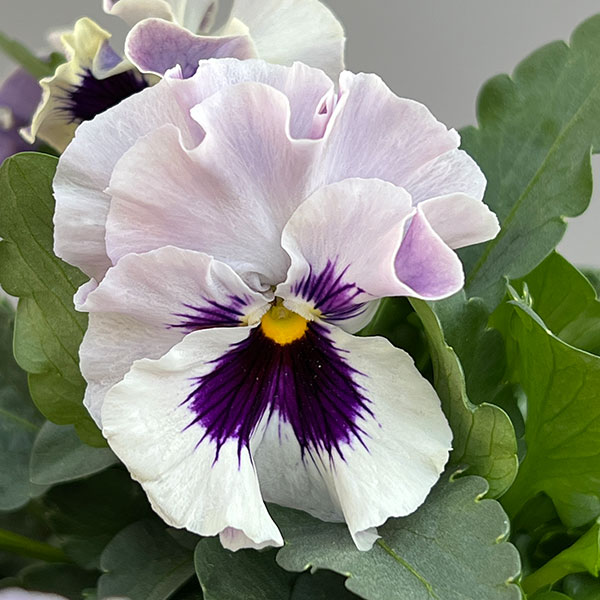 パンジー:きもの ラベンダーシェード3.5号ポット