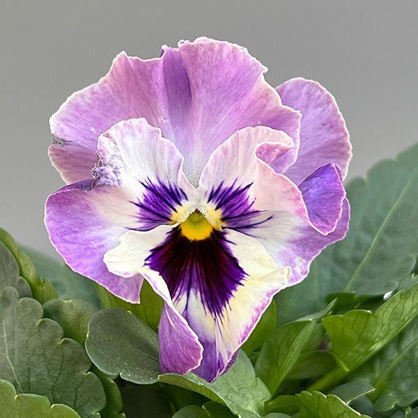 パンジー:きもの ラベンダーシェード3.5号ポット