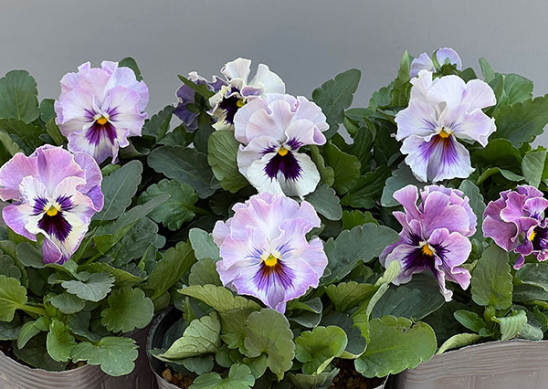 パンジー:きもの ラベンダーシェード3.5号ポット