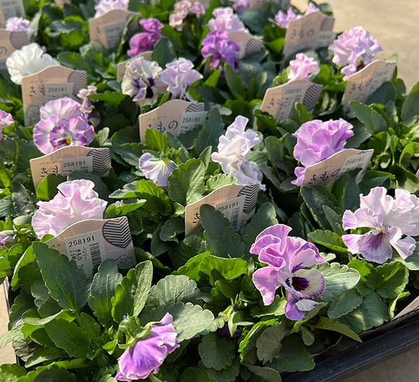 パンジー:きもの ラベンダーシェード3.5号ポット