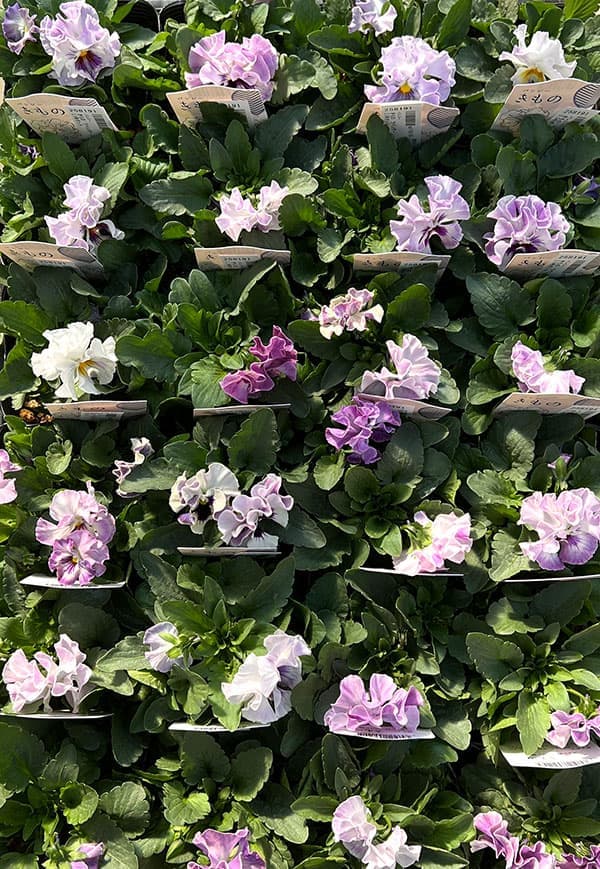 パンジー:きもの ラベンダーシェード3.5号ポット