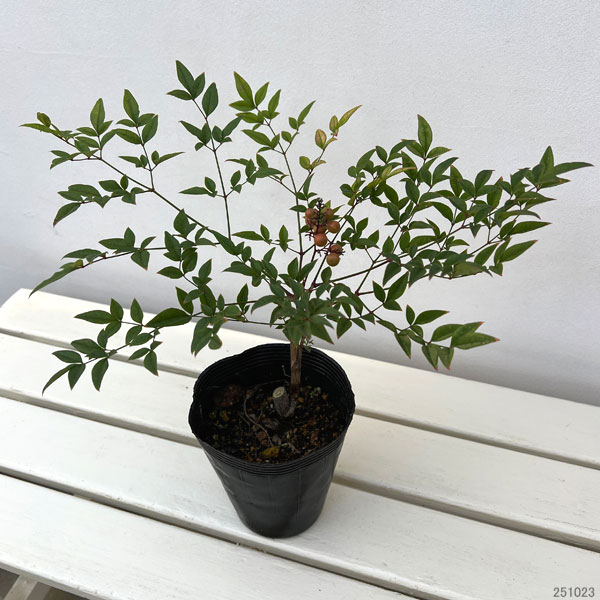 園芸ネット本店｜ナンテン(南天）：森清（もりきよ）4.5号ポット[難を