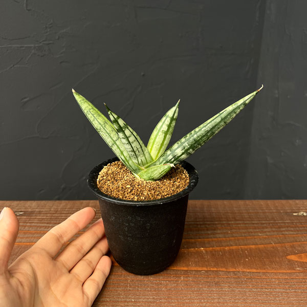 サンセベリア：ファットマン　3号鉢植え