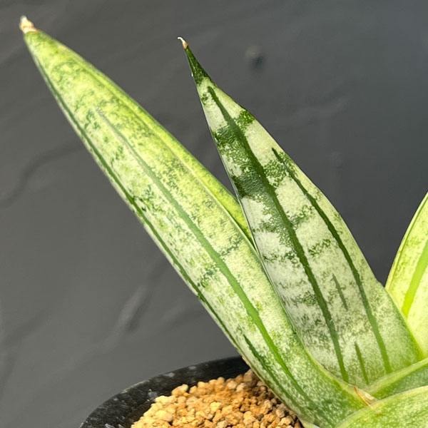 サンセベリア：ファットマン　3号鉢植え