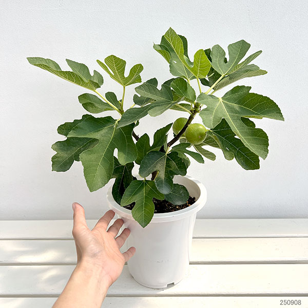 イチジク:コナドリア6号鉢植え