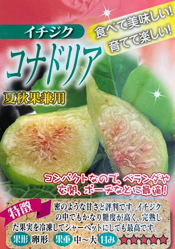 イチジク:コナドリア6号鉢植え
