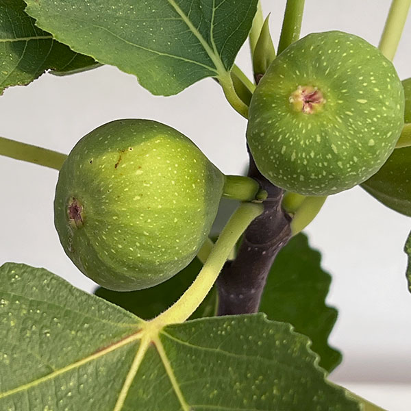 イチジク：日本種（早生日本種/蓬莱柿・ほうらいし)6号鉢植え