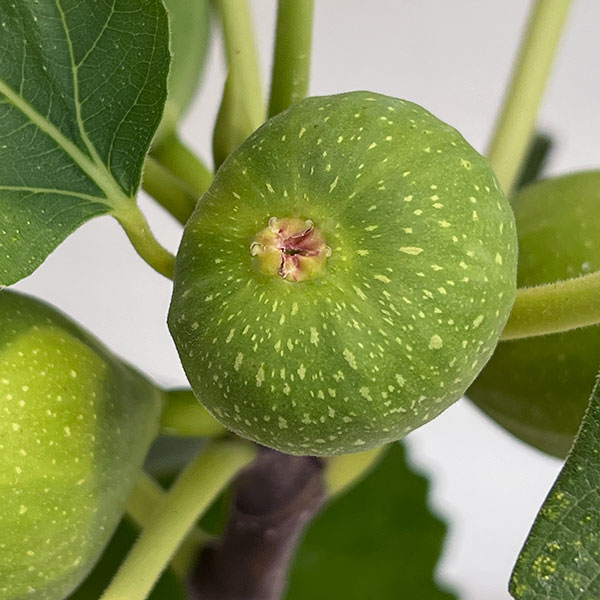 イチジク：日本種（早生日本種/蓬莱柿・ほうらいし)6号鉢植え