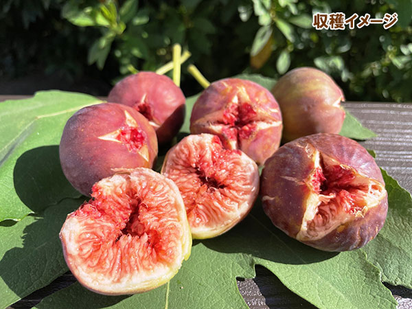 イチジク：日本種（早生日本種/蓬莱柿・ほうらいし)6号鉢植え