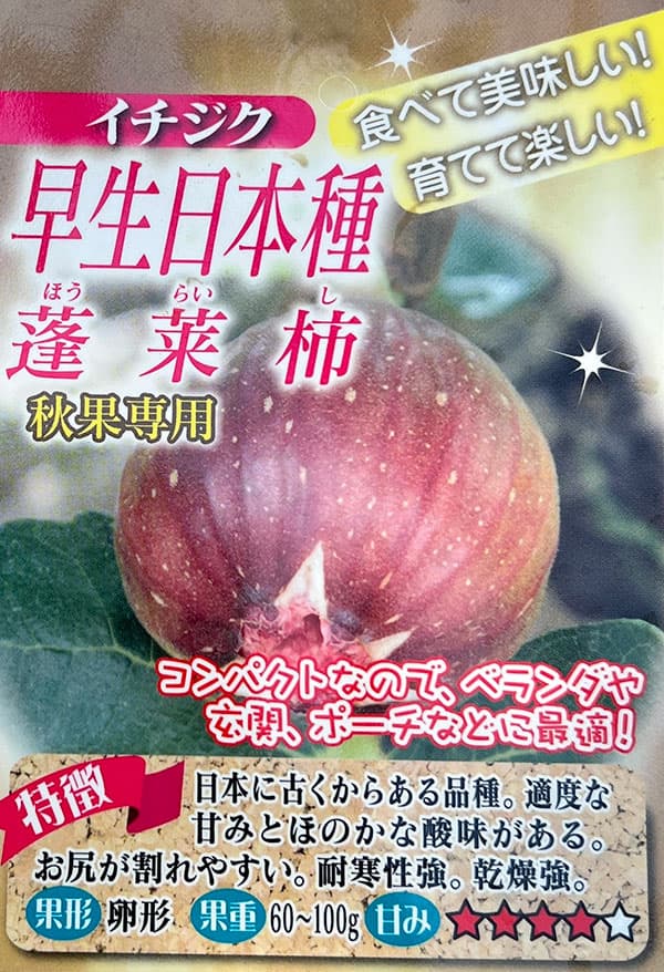 イチジク：日本種（早生日本種/蓬莱柿・ほうらいし)6号鉢植え