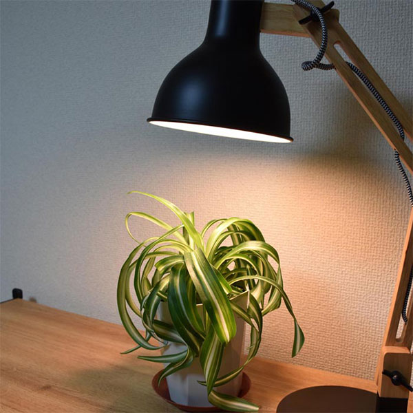 LEDプラントライト:レデコ LPL05WB2K 植物育成用LED 電球タイプ