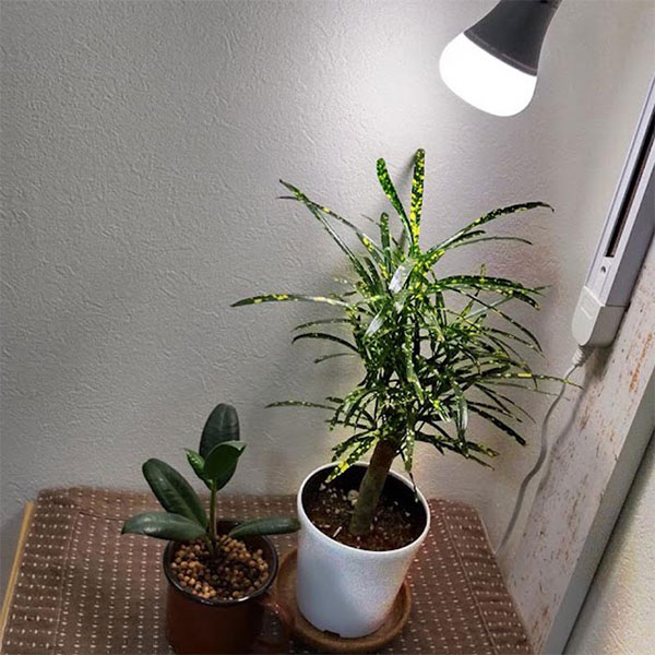 LEDプラントライト:レデコ LPL05WB2K 植物育成用LED 電球タイプ