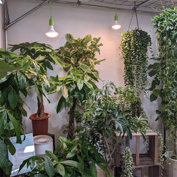 LEDプラントライト:レデコ LPL15WP2K 植物育成用LED パータイプ