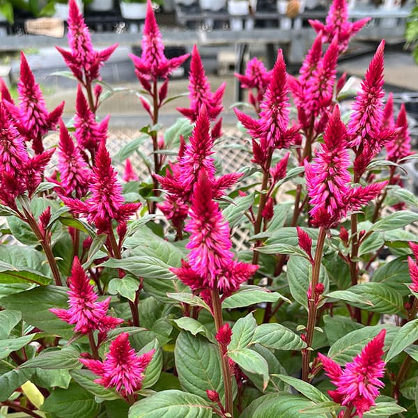 セロシア（ケイトウ）：セルウェイ　レッド3.5号ポット