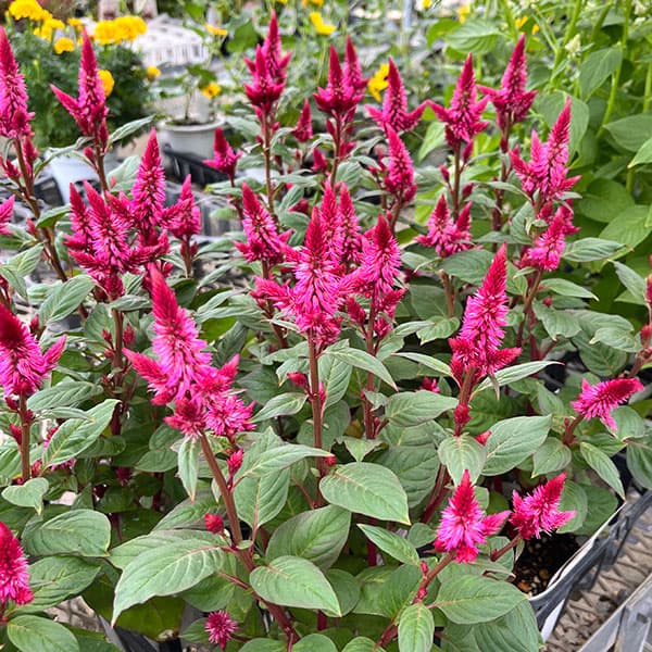 セロシア（ケイトウ）：セルウェイ　レッド3.5号ポット