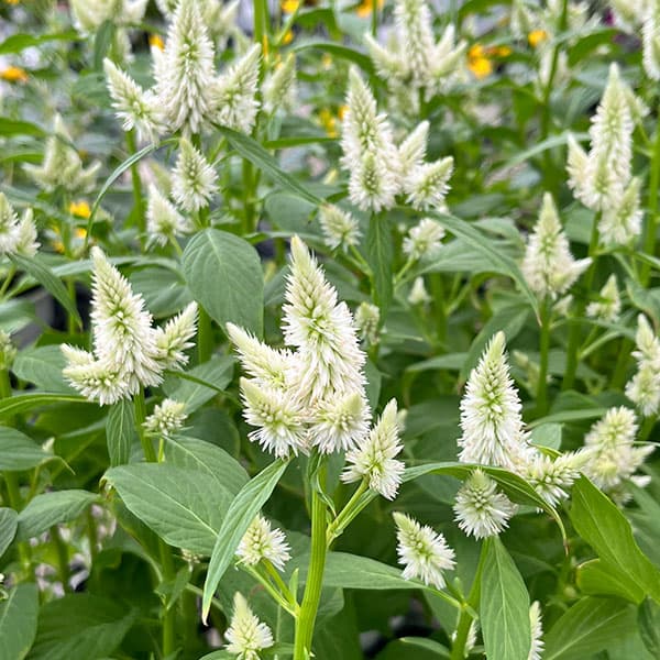 セロシア（ケイトウ）：セルウェイ　ホワイト3.5号ポット