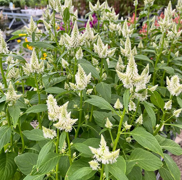 セロシア（ケイトウ）：セルウェイ　ホワイト3.5号ポット