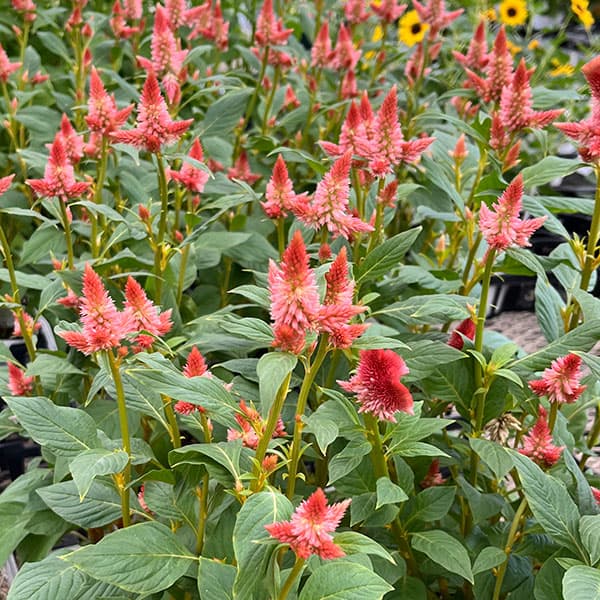 セロシア（ケイトウ）：セルウェイ オレンジ3.5号ポット の通販