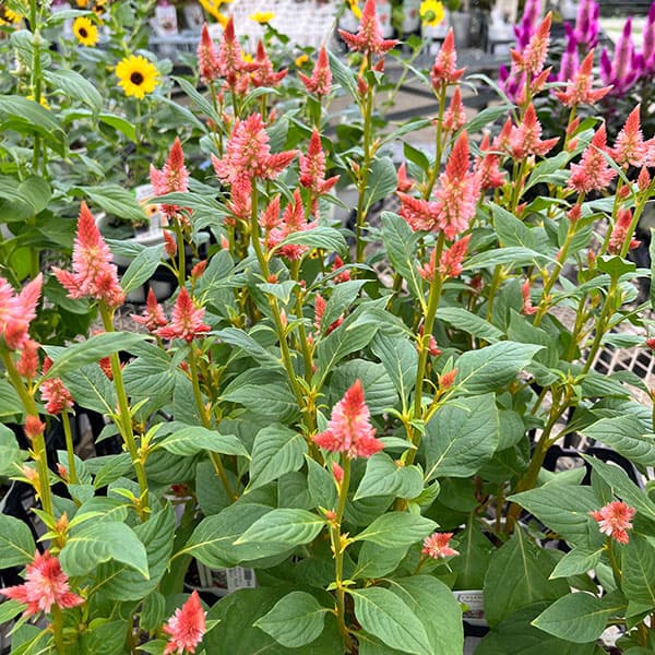 セロシア（ケイトウ）：セルウェイ オレンジ3.5号ポット の通販 | 園芸