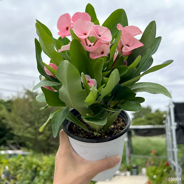 ハナキリン:ティアラ シャルロッテ4号ポット