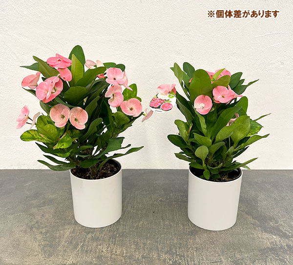 ハナキリン:ティアラ シャルロッテ4号鉢入り