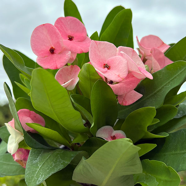 ハナキリン:ティアラ シャルロッテ4号ポット