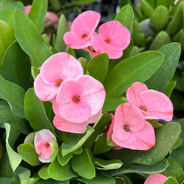 ハナキリン:ティアラ シャルロッテ4号ポット