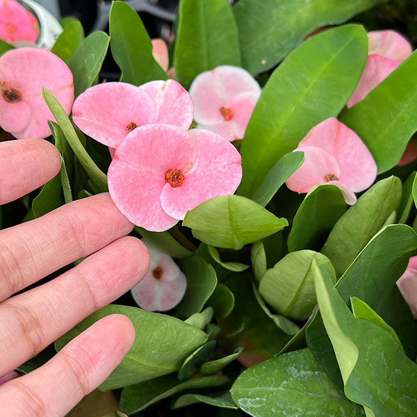 ハナキリン:ティアラ シャルロッテ4号ポット