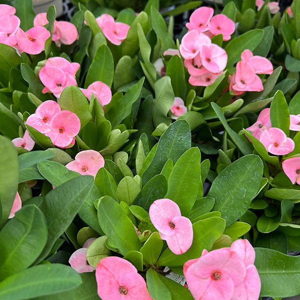 ハナキリン:ティアラ シャルロッテ4号ポット