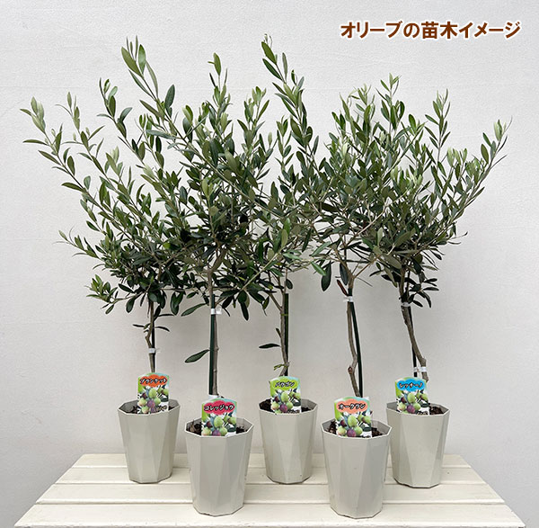 オリーブ:シプレッシノ スタンダード仕立て4.5号ポット