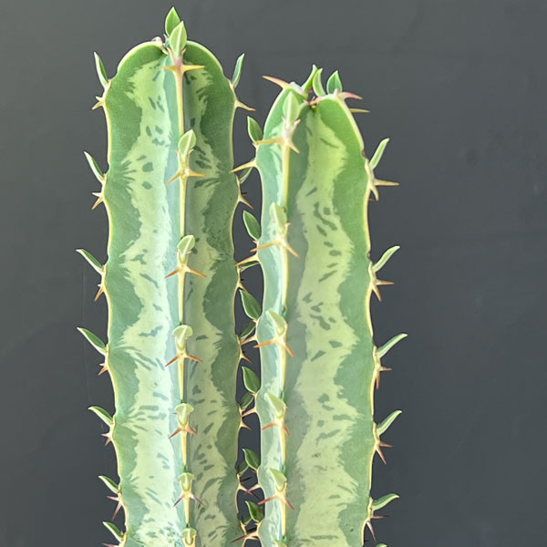 ユーフォルビア：氷河(ヒョウガ)　3号鉢植え